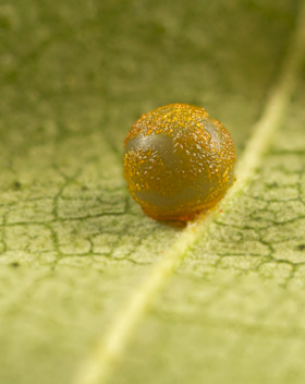 Giant Swallowtail egg